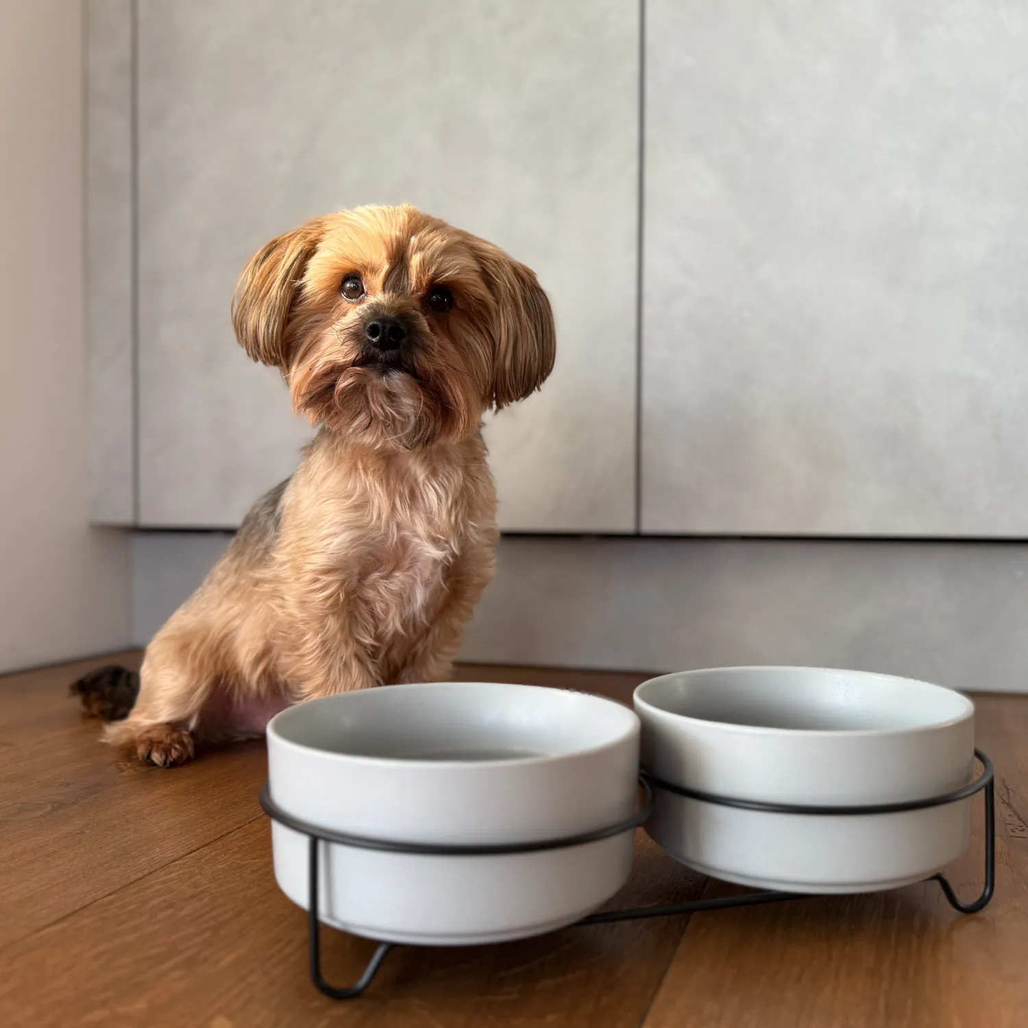 Hot Napfset Taro | 3-teilig | 880 ml | grau Hund