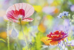 Best Platzmatte Blumen Mohn | 45 x 30 cm Platzmatte